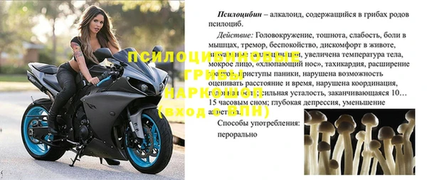 шишки Алзамай